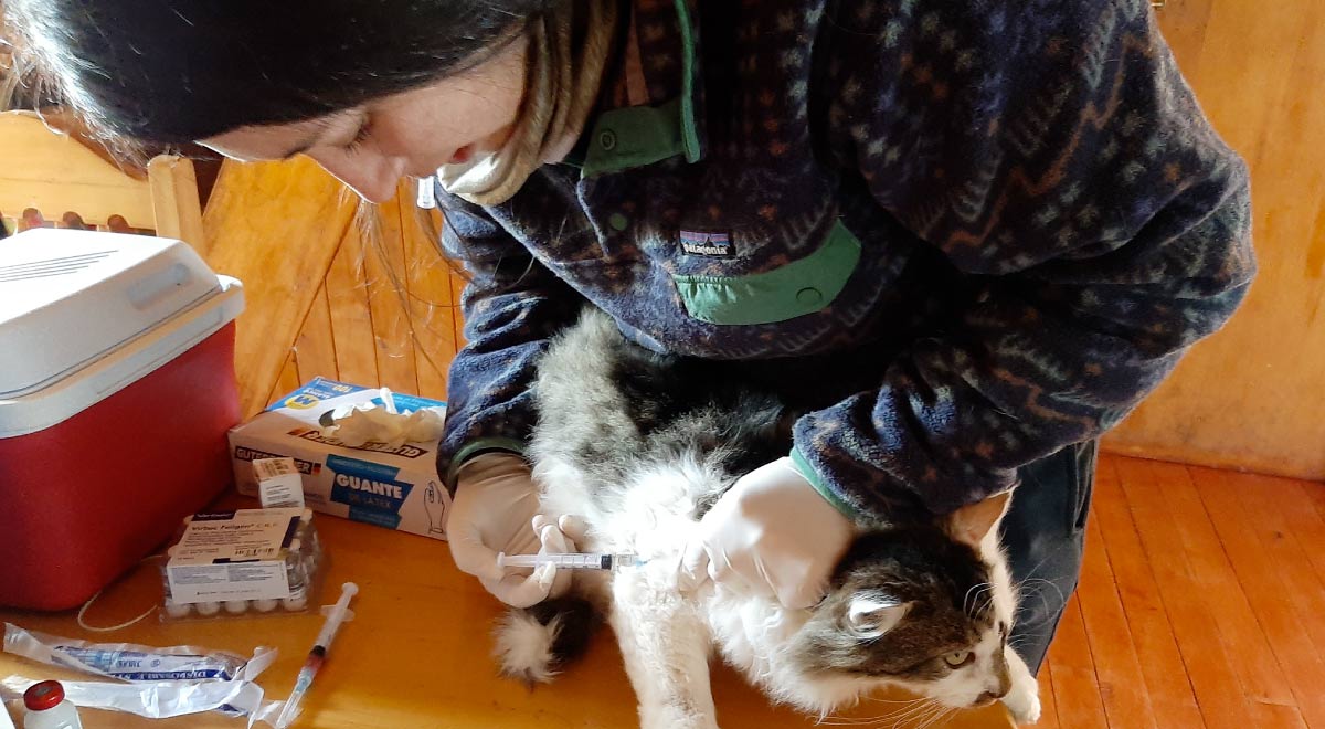  Con Garra es una fundación que resguarda a los felinos nativos de Chile. Lanzaron su campaña #lentoporlafauna, cuyo propósito es incentivar que los conductores disminuyan la velocidad es espacios de tránsito de animales silvestre. 